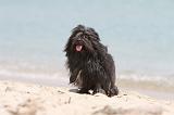 PETIT CHIEN LION 137